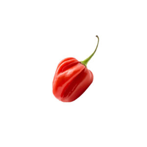 Tabasco Pepper